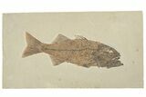 Excellent Fish Fossil (Mioplosus) - Wyoming #198769-1